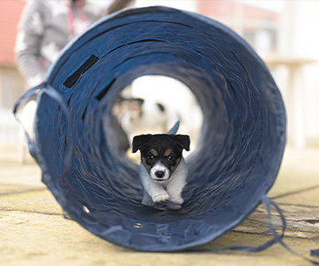 En agility, le chien doit surmonter des obstacles