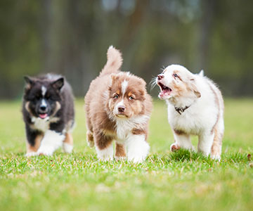 In een puppygroep moeten viervoeters van dezelfde grootte en leeftijd zitten.