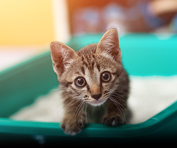 Kittens die aan diarree lijden, moeten onmiddellijk door een dierenarts worden onderzocht.