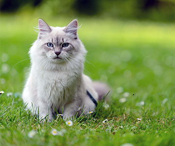 Mit einem Katzenzaun kann der Garten abgesichert werden.