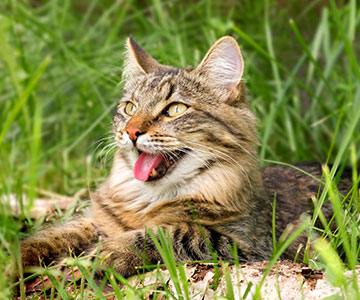 Durch die Atembewegung und den dabei verdunstenden Speichel bekommen die Katzen Abkühlung.