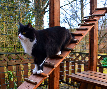 Die Katzenvoliere sollte je nach Katzenzahl groß genug und natürlich auch ausbruchssicher sein. 