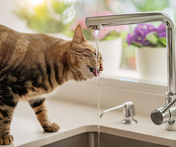 In de zomer moet je je kat aanmoedigen om meer te drinken.