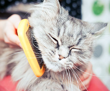 Longhaired cats have a particularly hard time in summer.