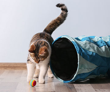 Binnenkatten hebben meestal slechts beperkte mogelijkheden om zich binnen hun eigen vier muren uitgebreid bezig te houden.