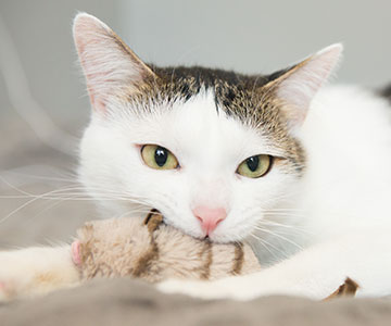 Er zijn speciale kattenspeeltjes voor katten