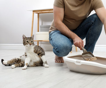 Cleaning the litter tray for cats.