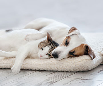 Tips om honden en katten aan elkaar te laten wennen: stap voor stap