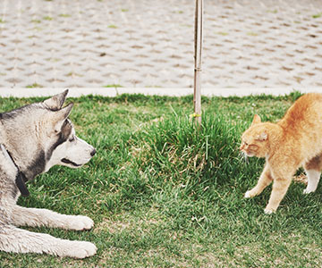 Kat en hond ontmoeten elkaar en wennen aan elkaar