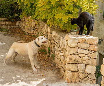 Getting cat and dog used to each other despite bad experiences