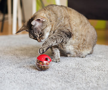 Chat jouant avec une balle de nourriture pour gagner sa nourriture pour chat.