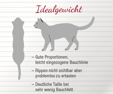 Katze verweigert Trockenfutter für Katze