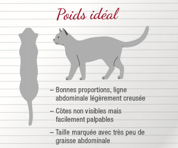 Chat refusant les croquettes pour chat