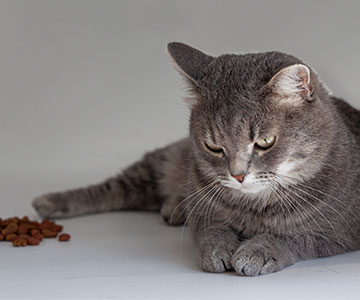 Kat weigert droog kattenvoer