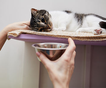 Katze frisst nicht und ist träge