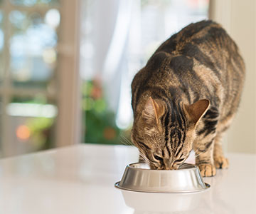 Kat eet zijn kattenvoer weer op