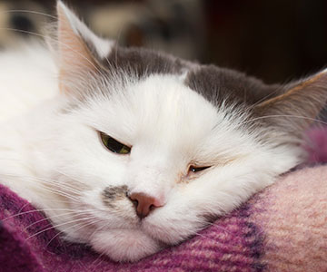 Le chat est paresseux et ne mange pas ou peu de nourriture pour chat.