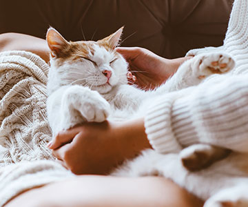 Waar moet je op letten als je kattenvoer koopt?