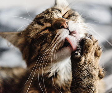 Les différents procédés de fabrication peuvent avoir un impact important sur la qualité et les nutriments des aliments pour chats.