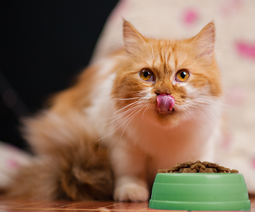 Passer à une nouvelle alimentation pour chat : c'est le temps qu'il faut pour changer d'aliment pour chat