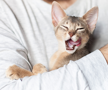 Bijwerkingen zijn mogelijk wanneer u overschakelt op een nieuw kattenvoer