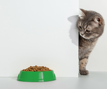 Changement d'alimentation du chat : le passage à un nouvel aliment pour chat