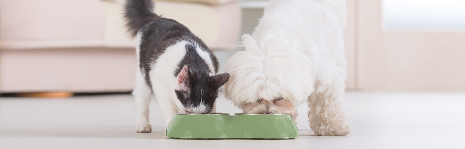 Livraison automatique et régulière de nourriture pour chats et chiens de Platinum