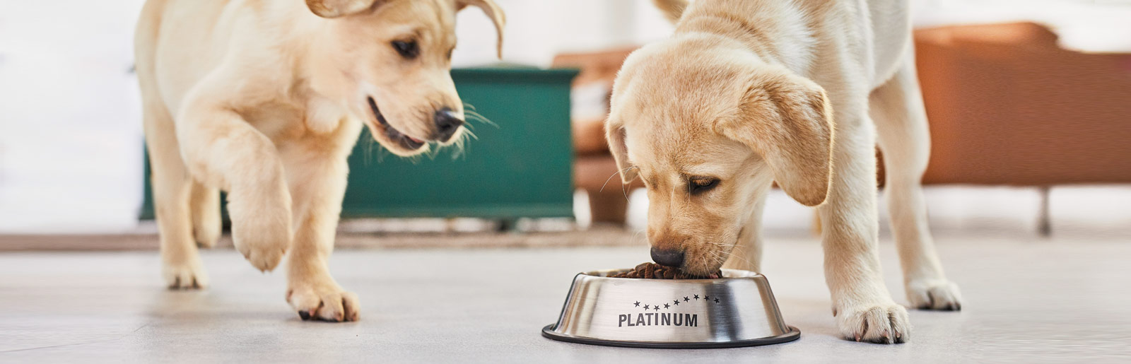 Nourrir son chien avec la bonne quantité de nourriture