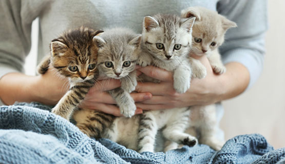 Registratie van fokkers voor kattenfokkers