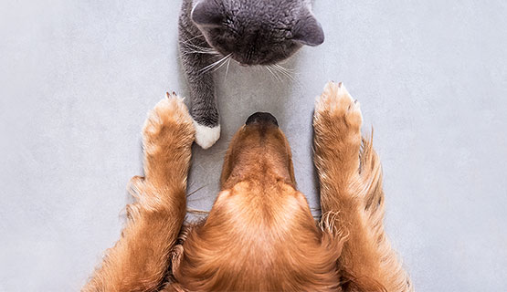 Aliments pour animaux avec promesse de garantie