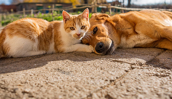 Infos zu Hundefutter, Gewinnspielen sowie Produktneuheiten im Newsletter abonnieren