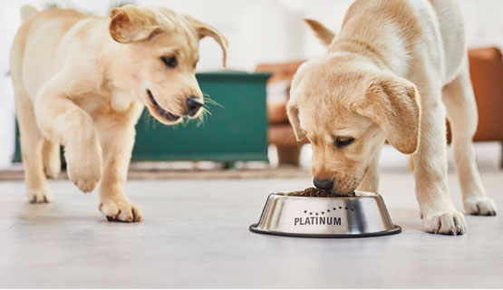 Recommandations alimentaires pour les chiots et les chiens en pleine croissance