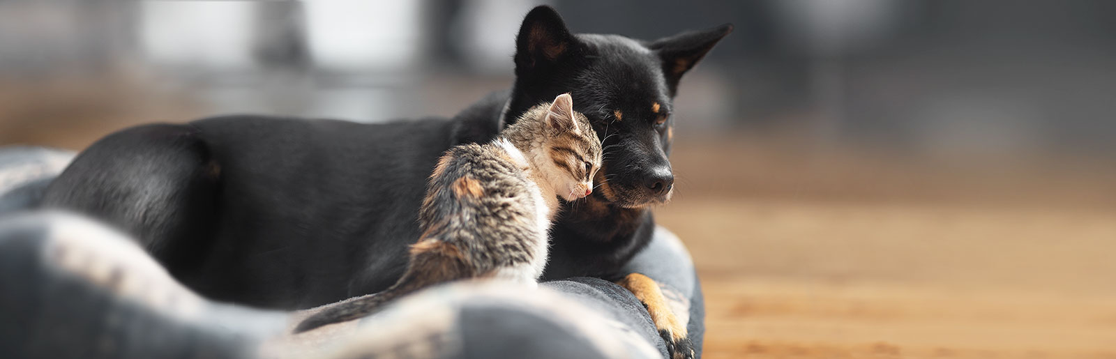 Von der Entwicklung der Zubereitungsmethode für hochwertiges Hundefutter bis heute