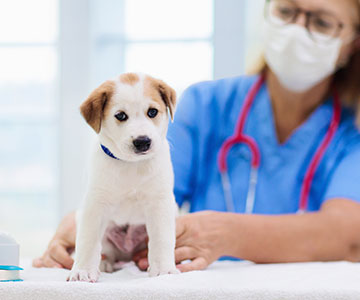 Des chiots lors de leur premier examen de santé