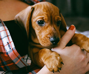 It is important for the healthy development of puppies to take breaks and avoid strenuous exercise