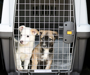 Transportez le chiot à la maison en toute sécurité, par exemple dans une caisse de transport pour chiens.